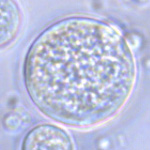 Silica microspheres seen through pptical microscope